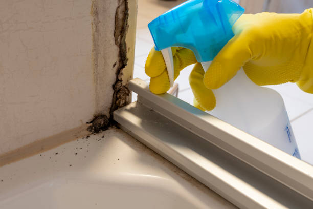 Best Toxic Mold Removal  in Galena, IN